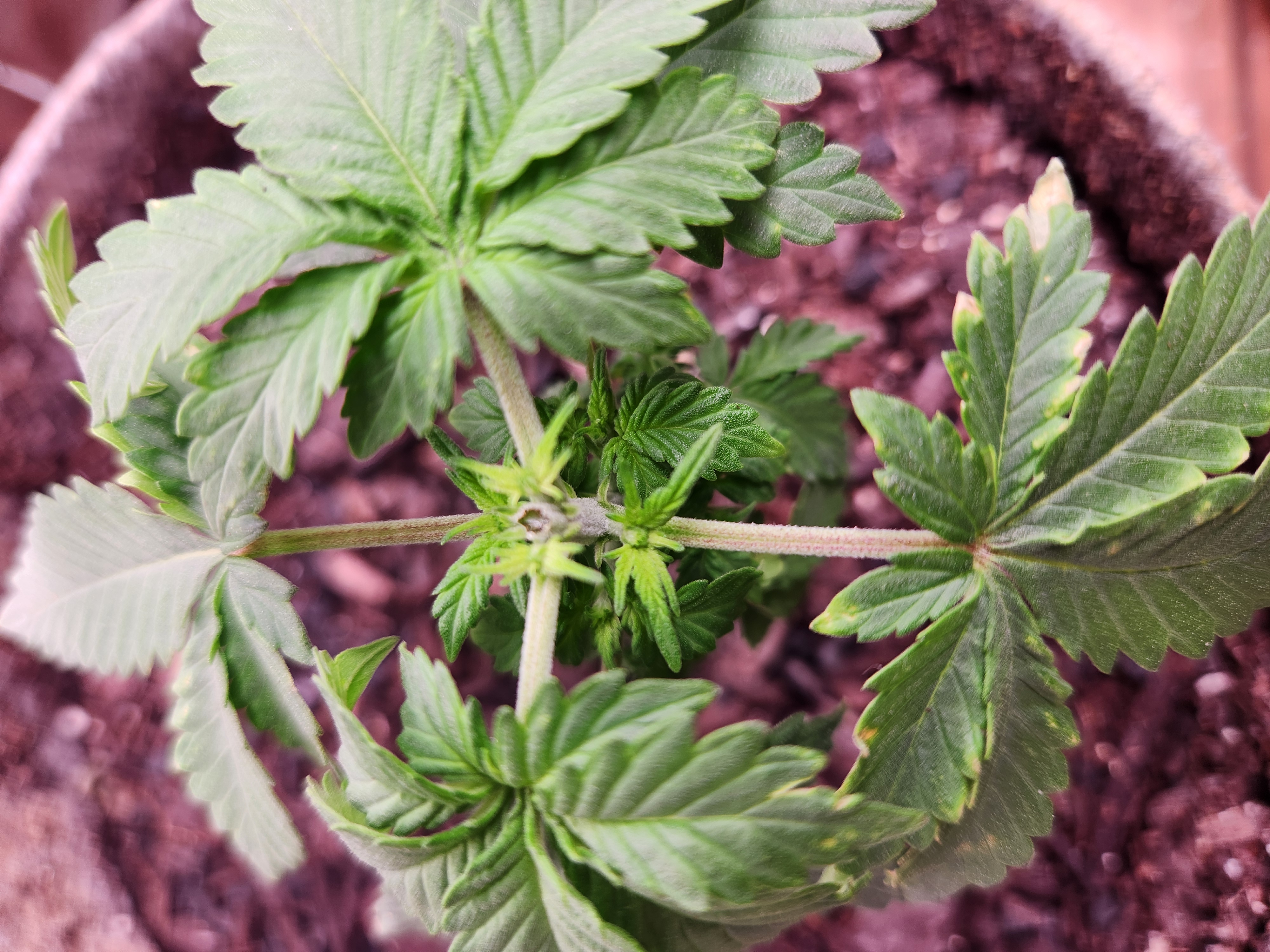 cannacabinet grow #1 — vegetative, day 29