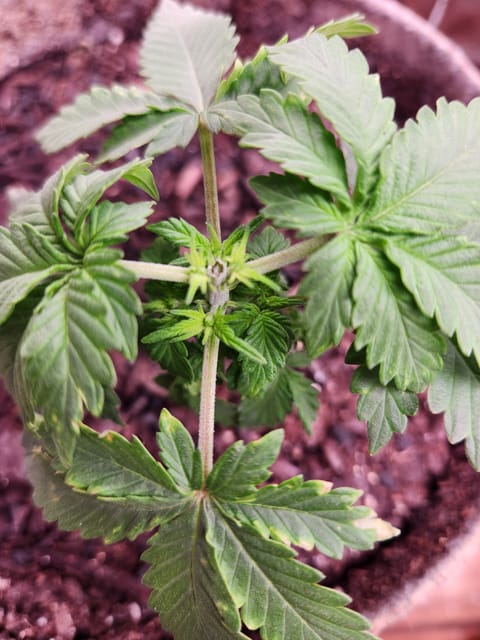 cannacabinet grow #1 — vegetative, day 29