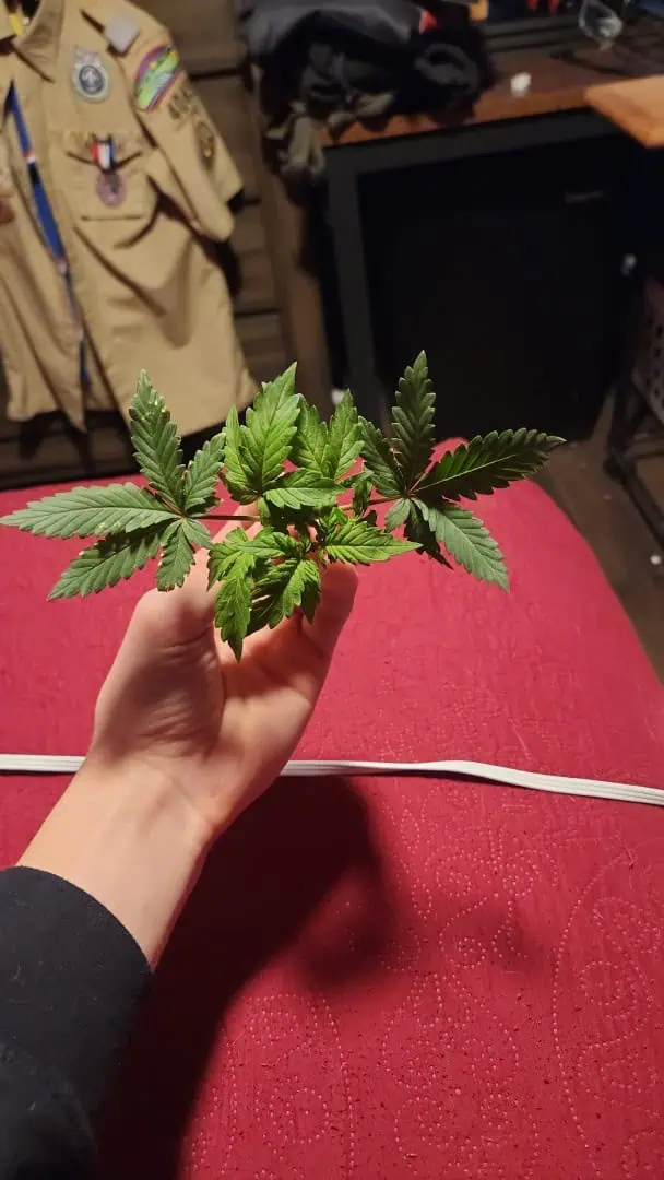 cannacabinet grow #1