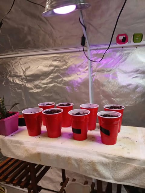 my new setup — germination, day 1