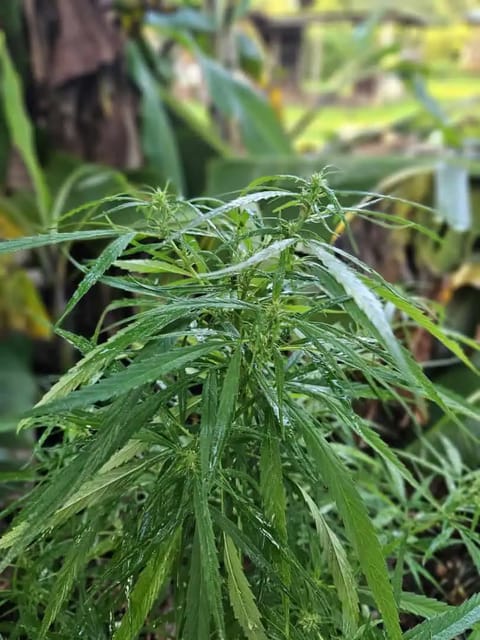 Island Vibe — flower, day 1