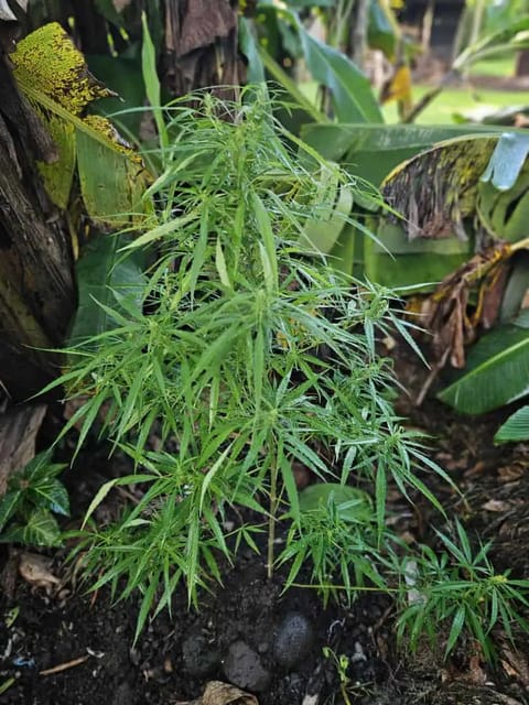 Island Vibe — flower, day 1