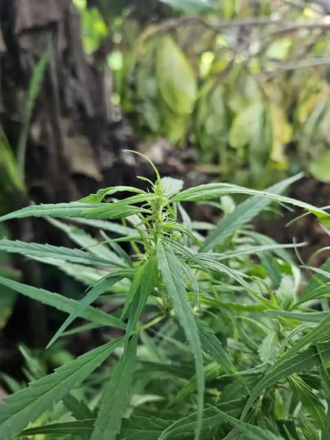 Island Vibe — flower, day 13