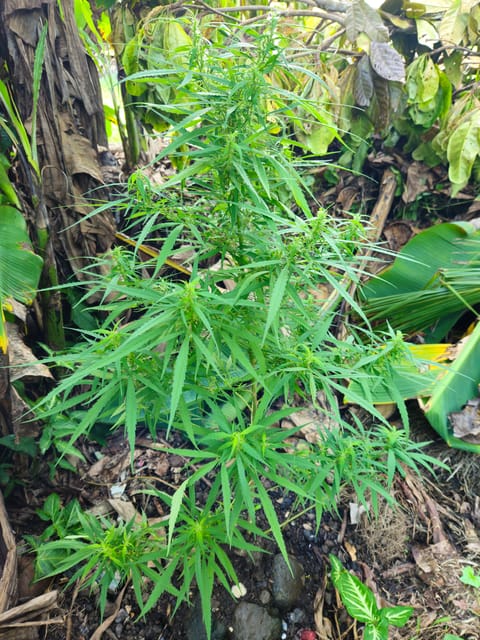 Island Vibe — flower, day 13