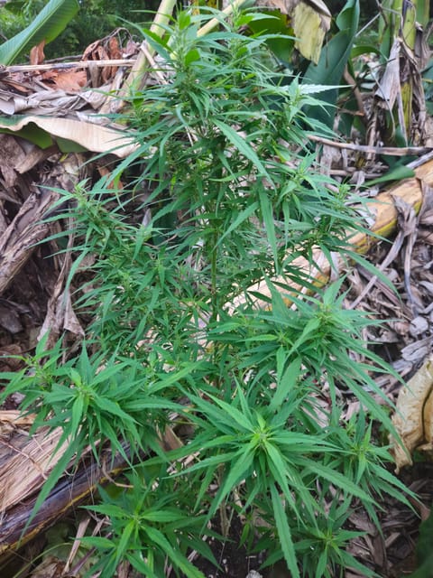 Island Vibe — flower, day 22