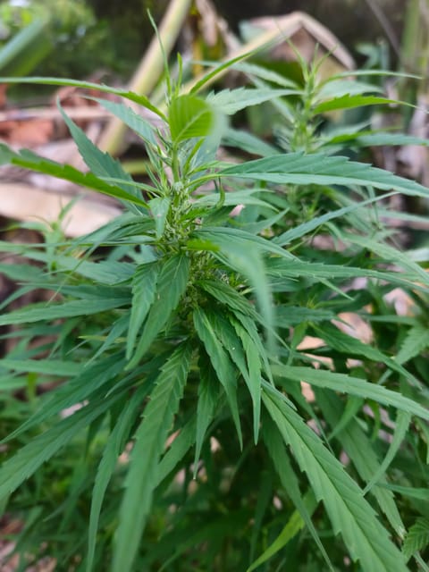 Island Vibe — flower, day 22