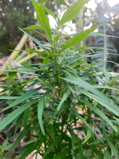 Island Vibe — flower, day 22