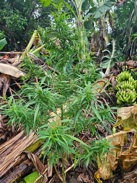 Island Vibe — flower, day 25