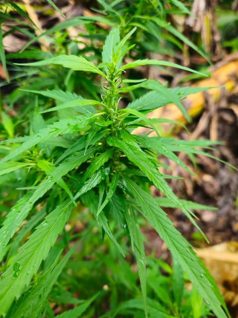 Island Vibe — flower, day 25