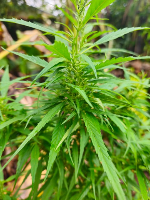 Island Vibe — flower, day 25