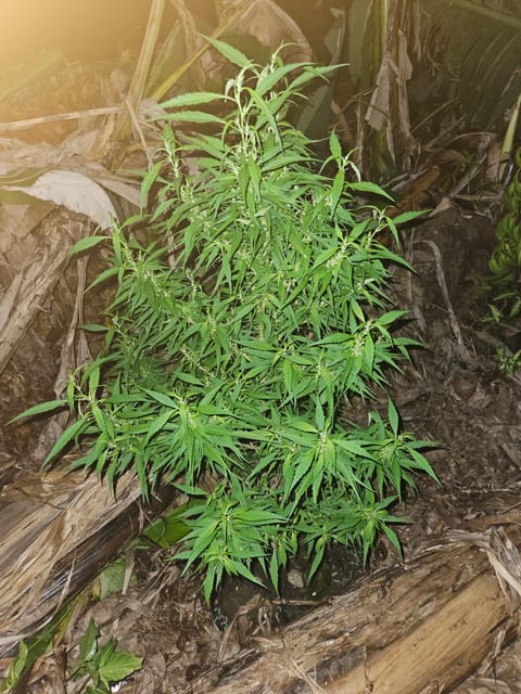 Island Vibe — flower, day 29