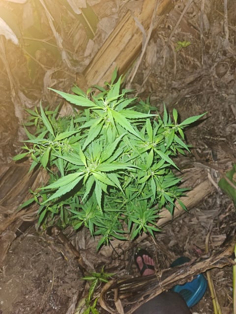 Island Vibe — flower, day 29