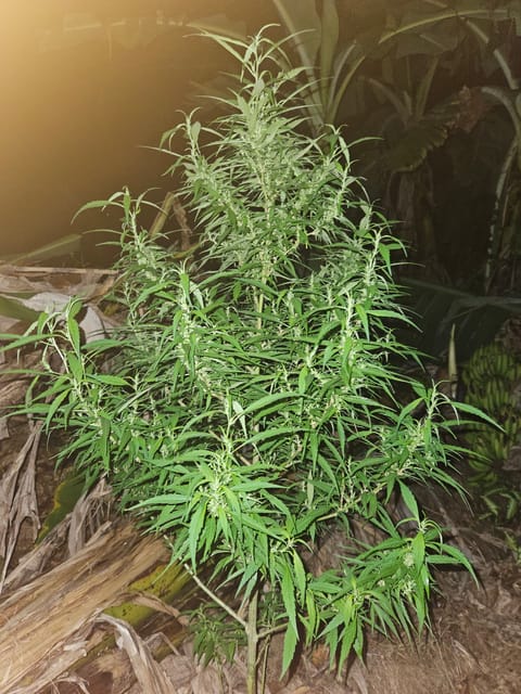 Island Vibe — flower, day 29