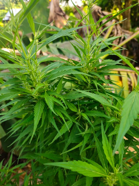 Island Vibe — flower, day 32