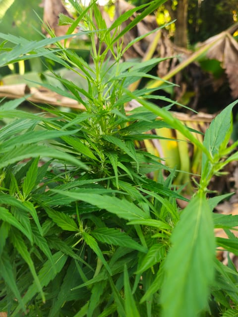 Island Vibe — flower, day 32