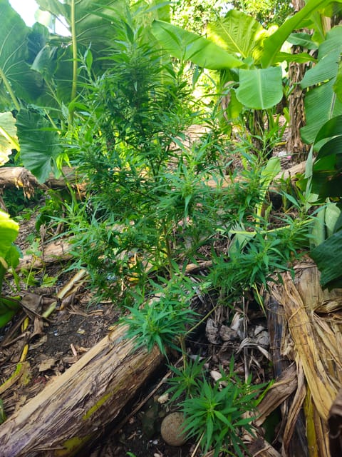 Island Vibe — flower, day 32