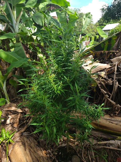 Island Vibe — flower, day 38