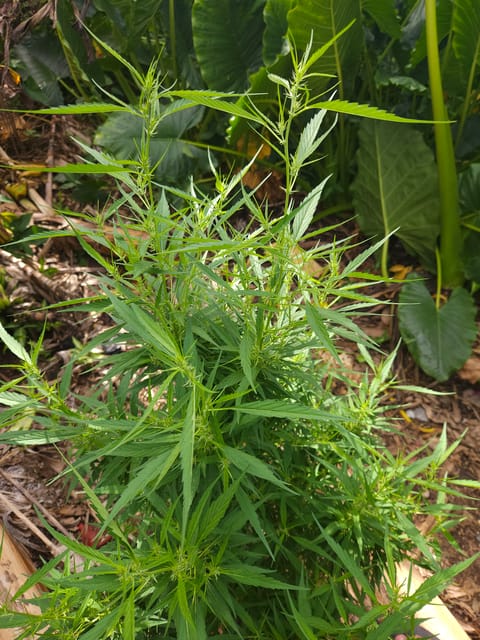 Island Vibe — flower, day 38