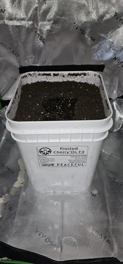 first grow  🌿  — seedling_rooting, day 1