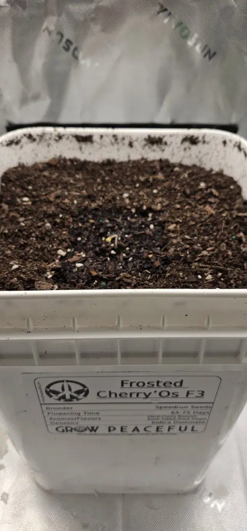 first grow  🌿  — seedling_rooting, day 5