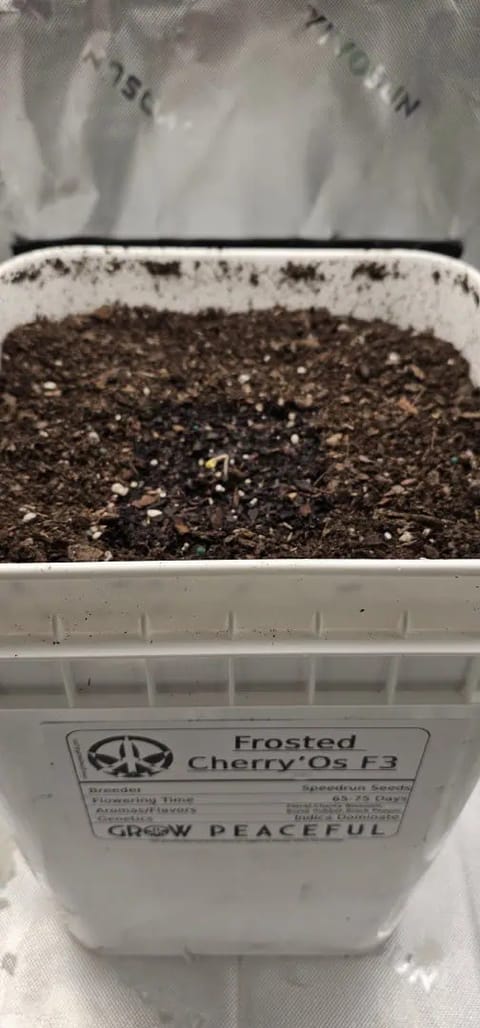 first grow  🌿  — seedling_rooting, day 5