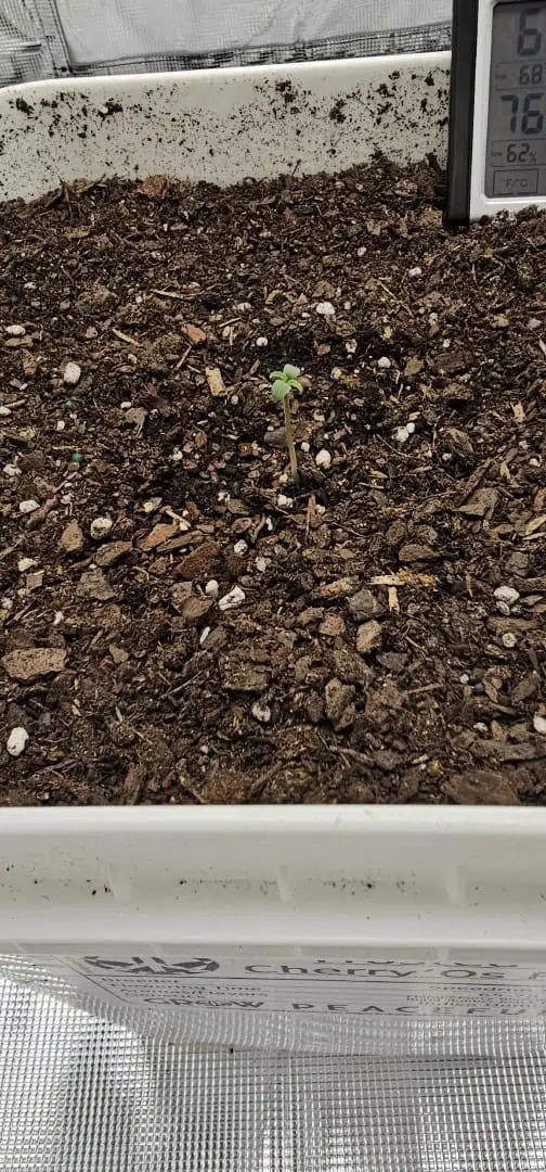 first grow  🌿  — seedling_rooting, day 6