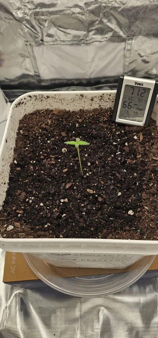 first grow  🌿  — seedling_rooting, day 10
