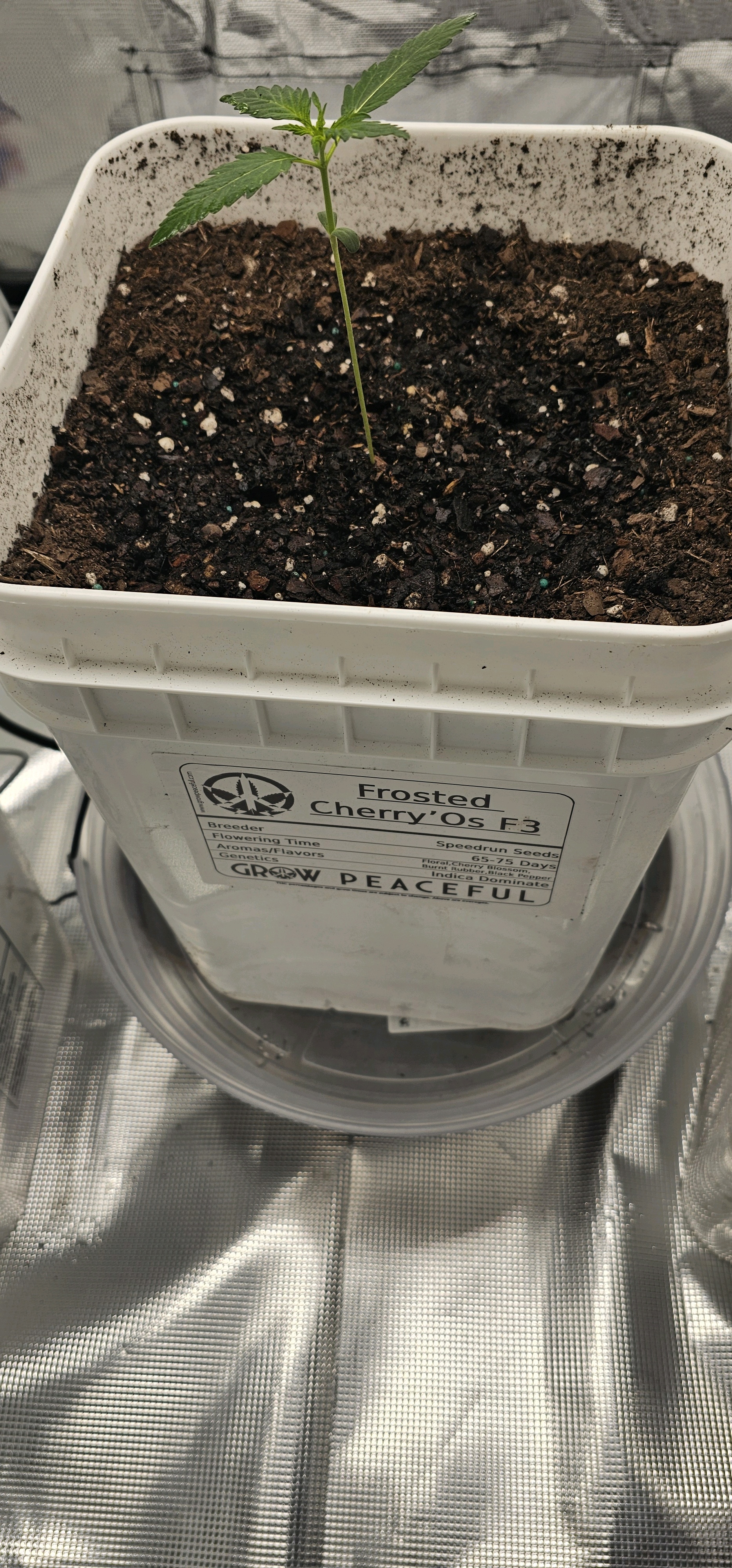 first grow  🌿  — seedling_rooting, day 18