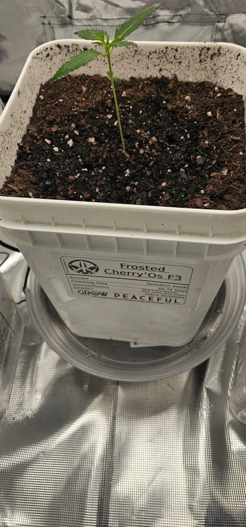 first grow  🌿  — seedling_rooting, day 18