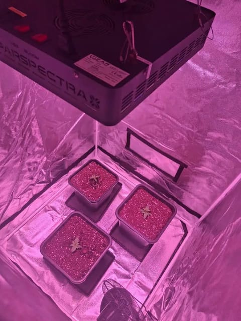 gorilla — vegetative, day 1
