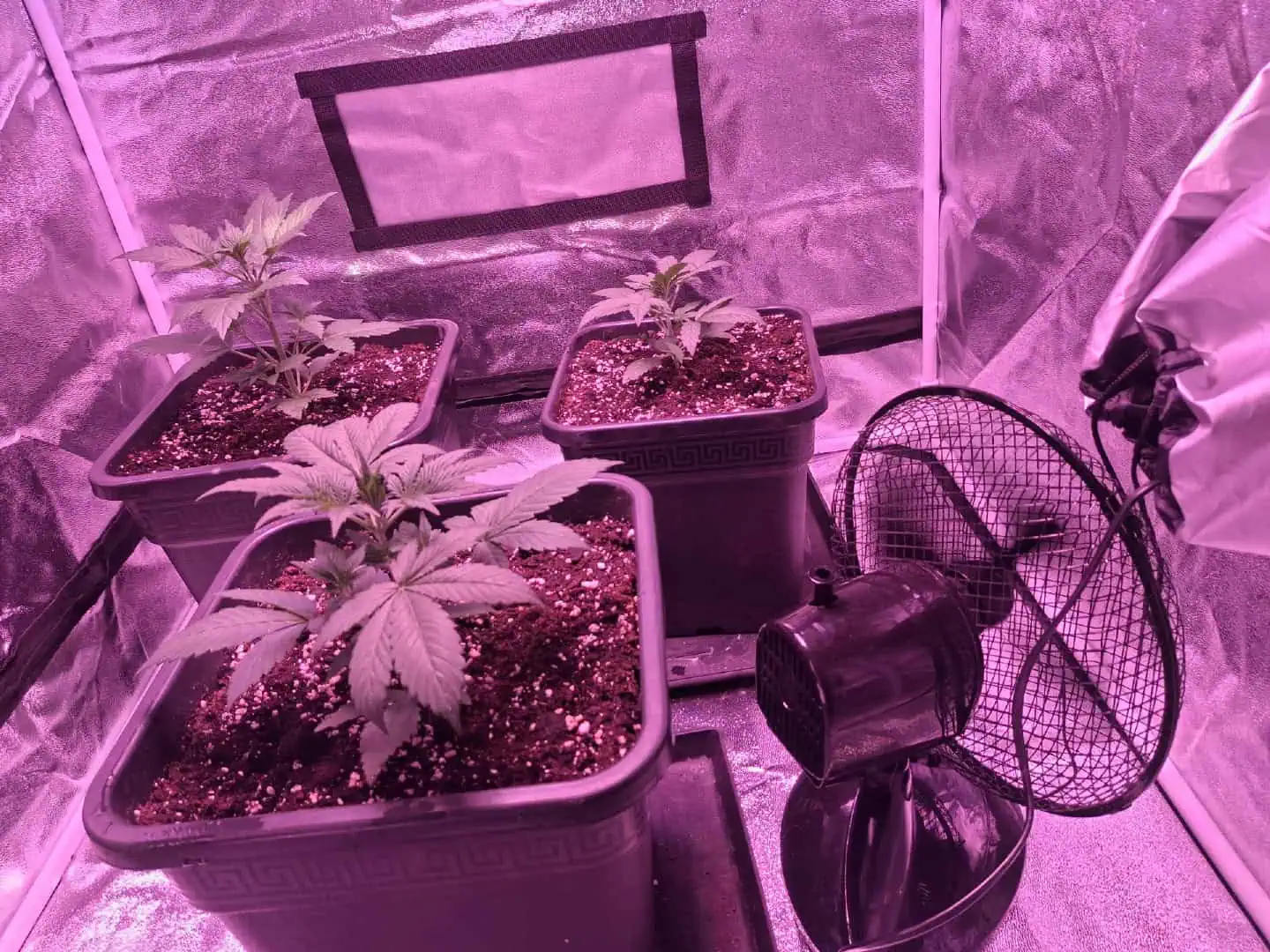 gorilla — vegetative, day 1