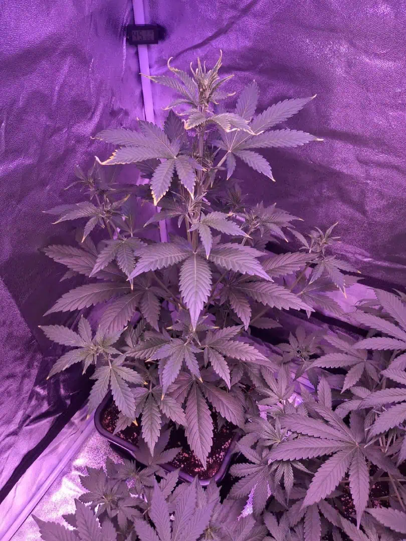 gorilla — vegetative, day 1