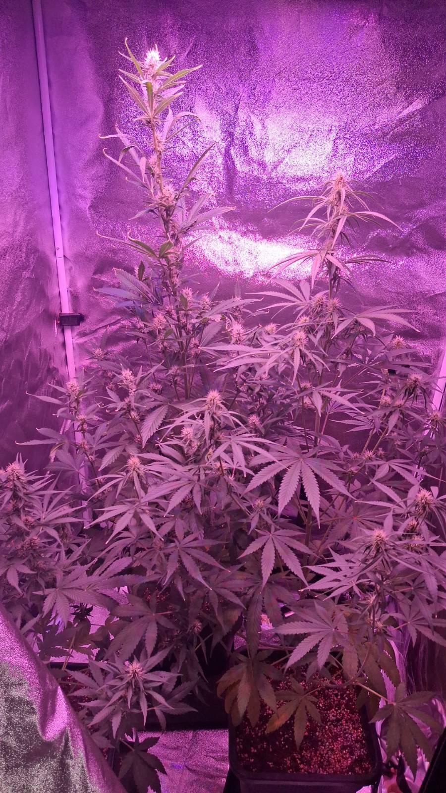 gorilla — auto, day 15