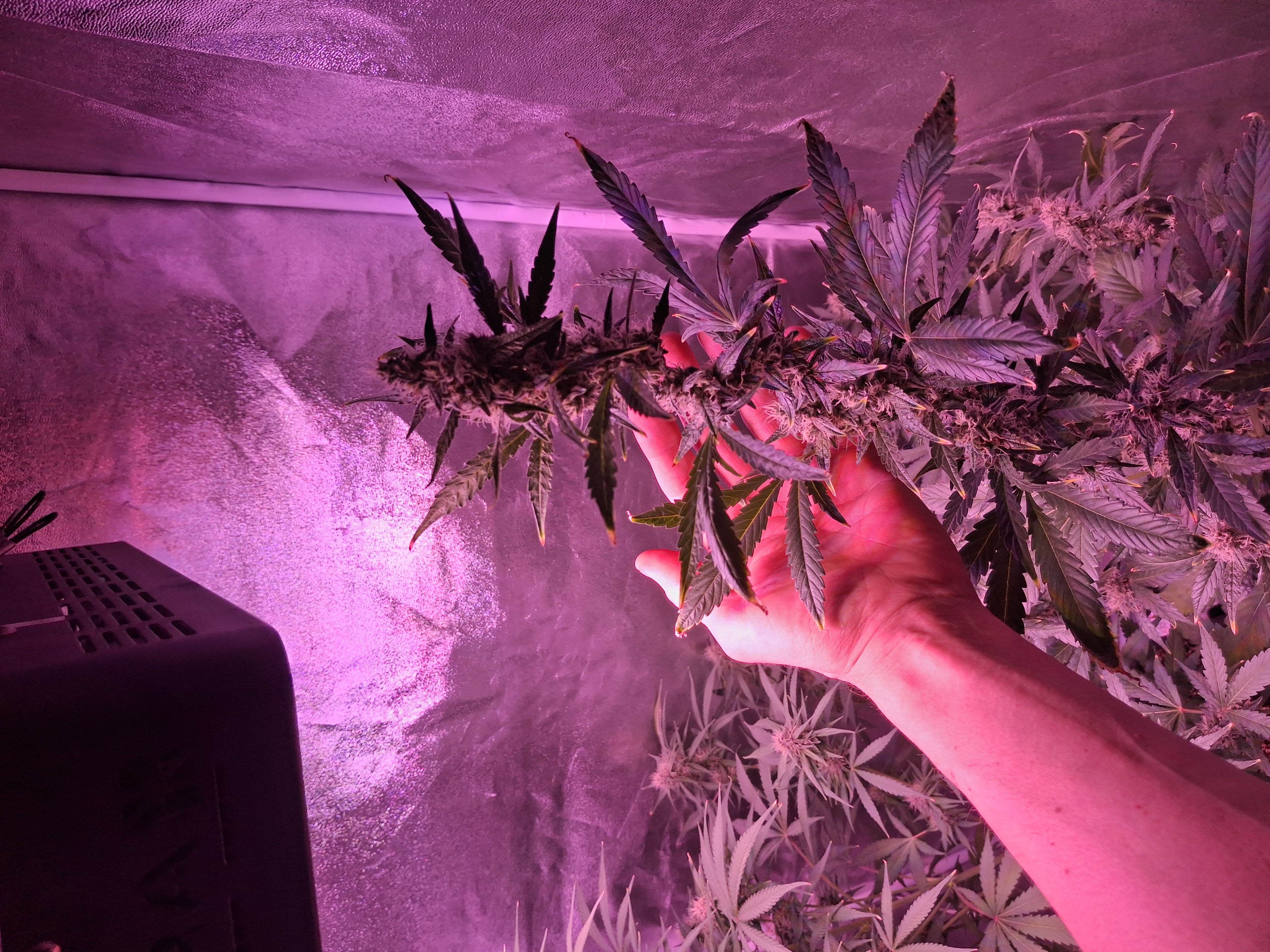 gorilla — auto, day 25