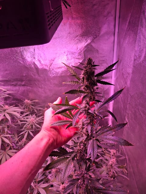gorilla — auto, day 25
