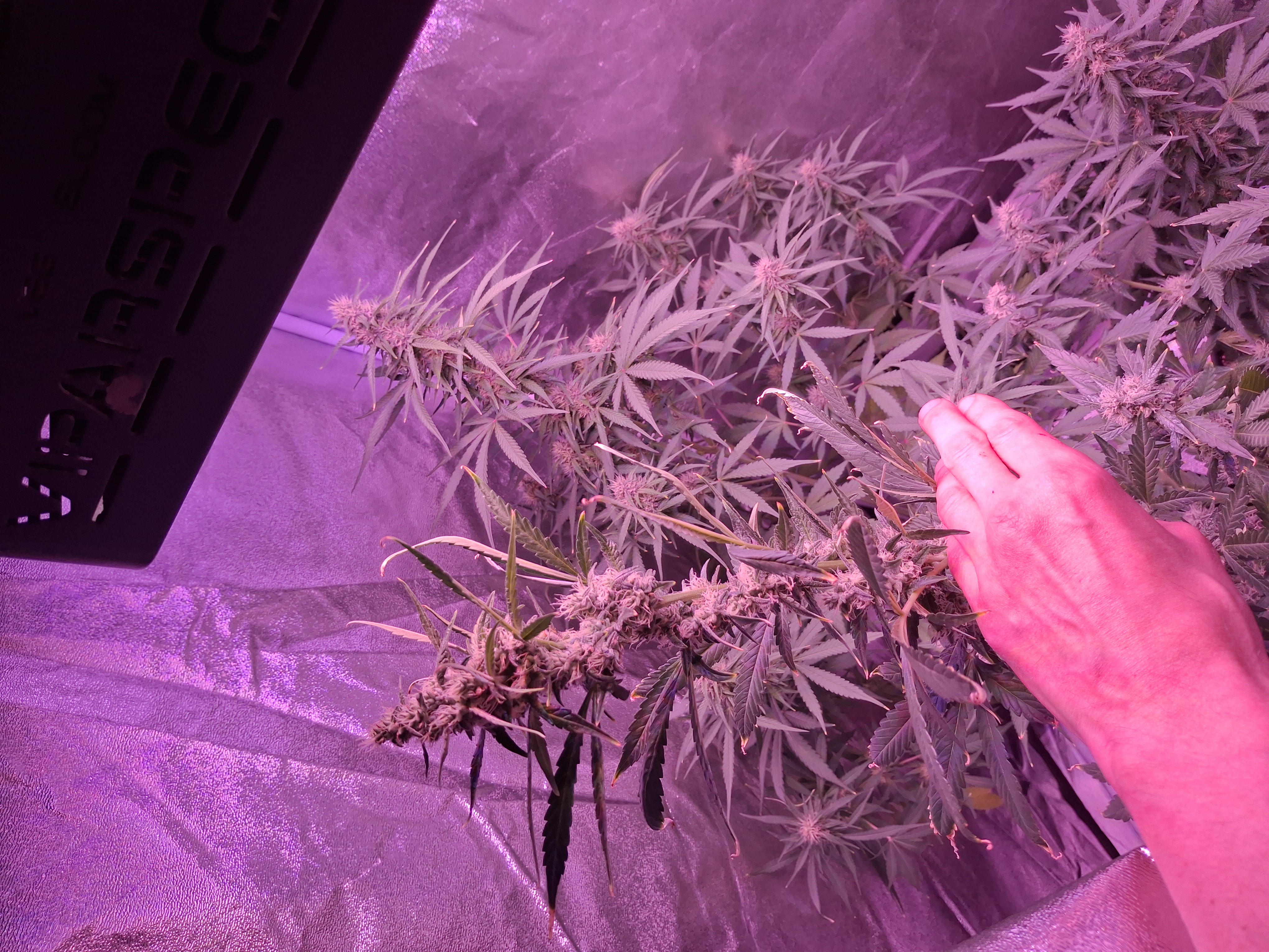 gorilla — auto, day 25