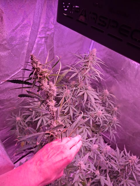 gorilla — auto, day 25