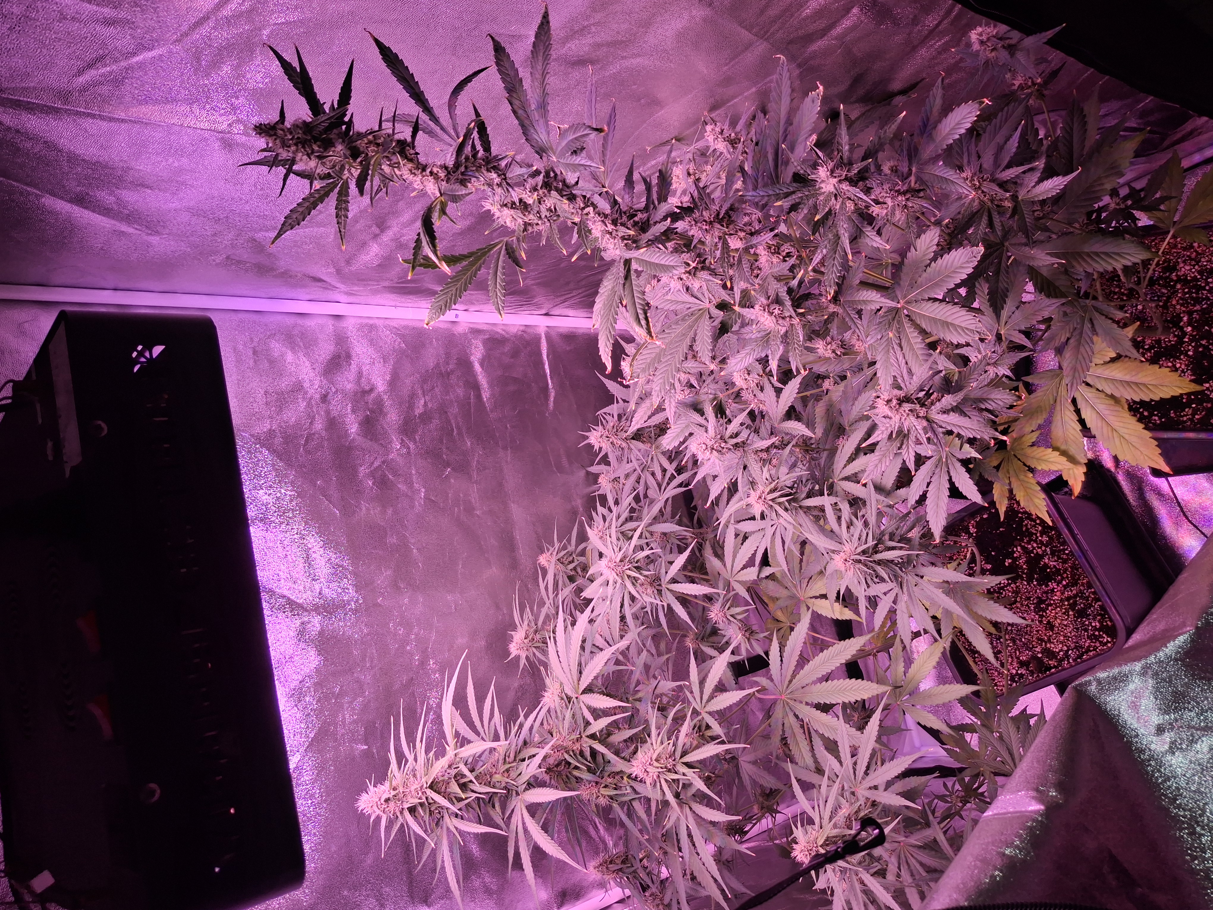 gorilla — auto, day 25