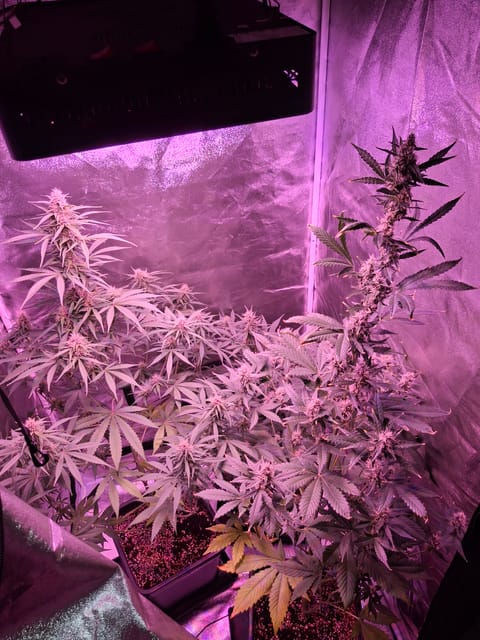 gorilla — auto, day 25