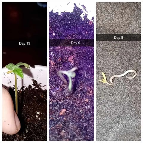 my first grow — germination, day 1