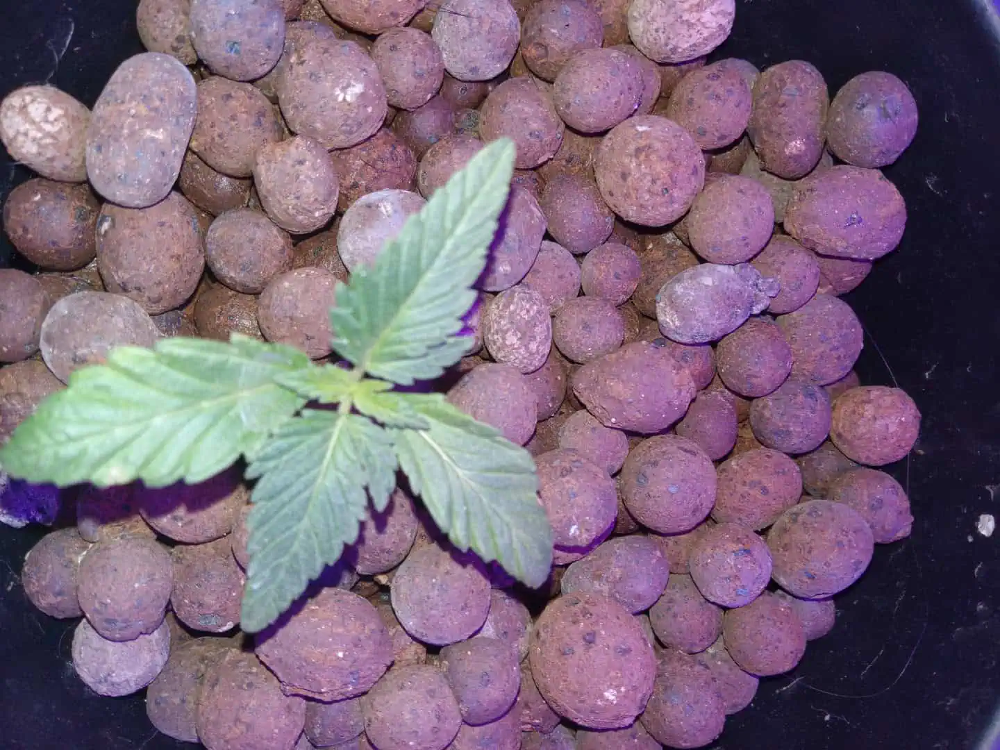 my first grow — seedling_rooting, day 25