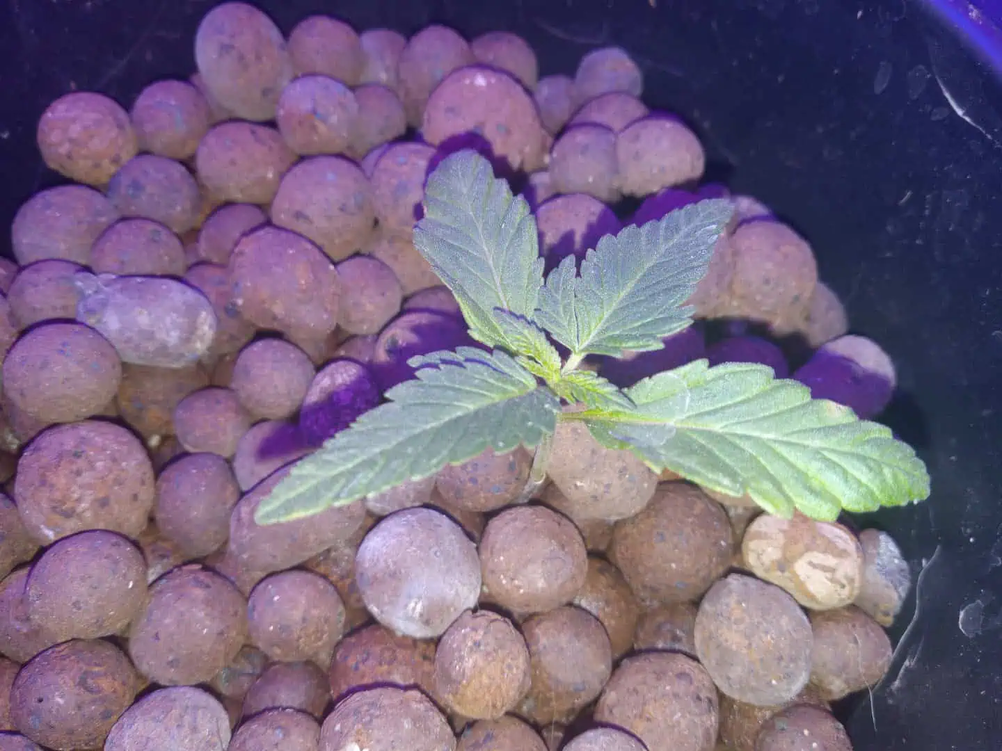my first grow — seedling_rooting, day 25