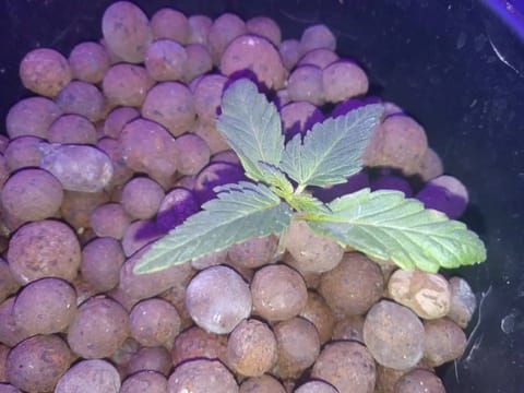 my first grow — seedling_rooting, day 25