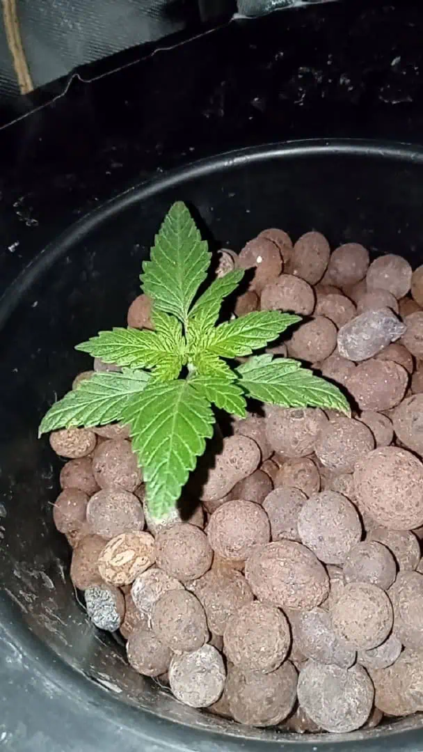 my first grow — seedling_rooting, day 30