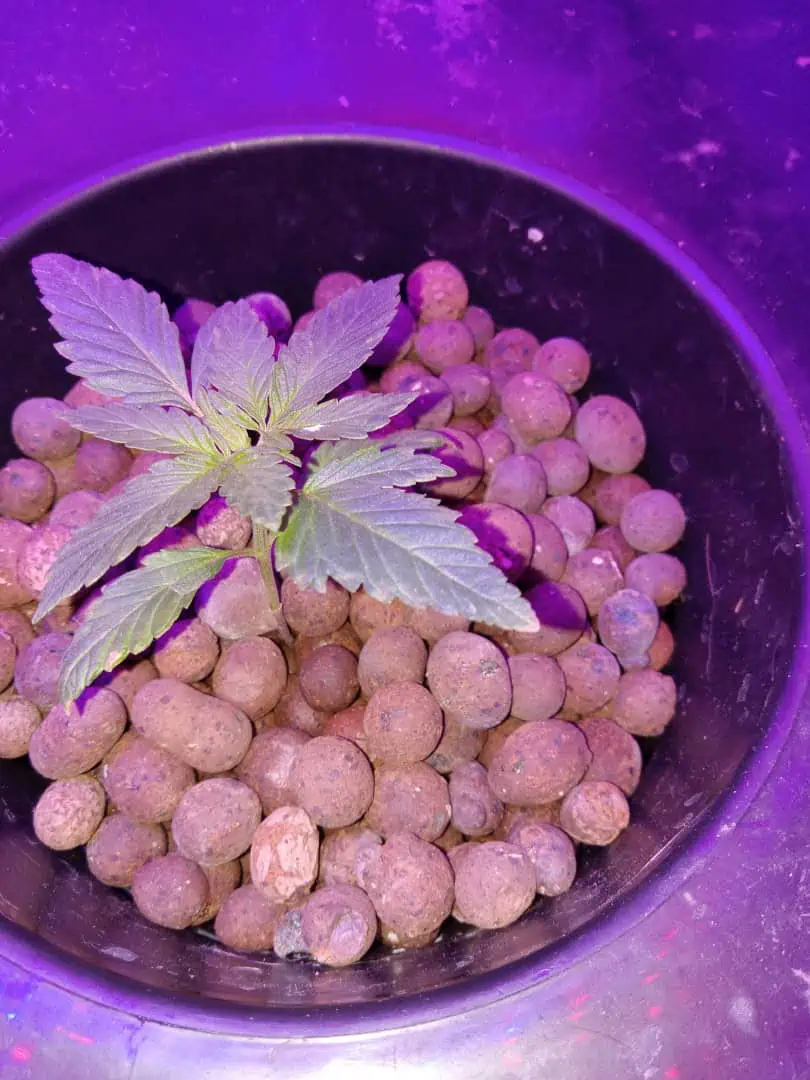 my first grow — vegetative, day 33