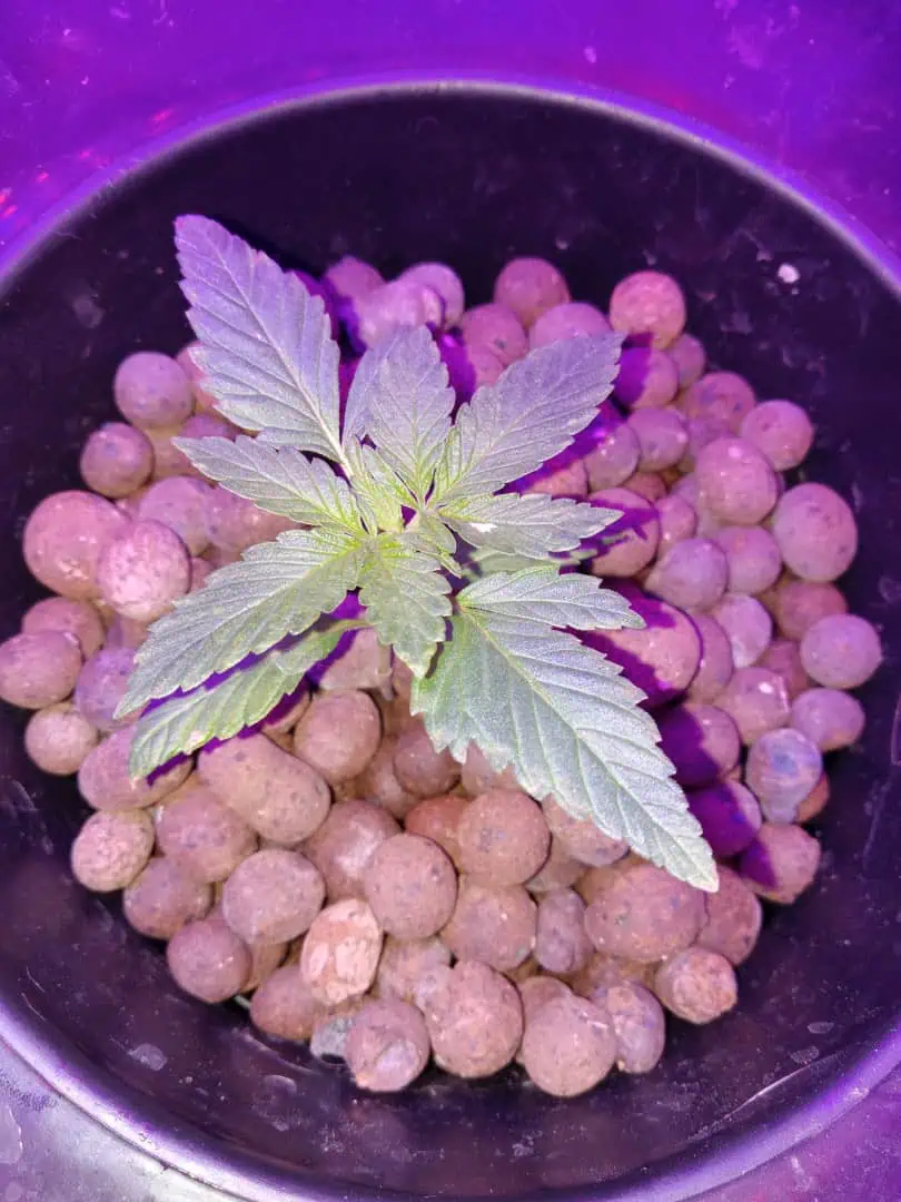 my first grow — vegetative, day 33