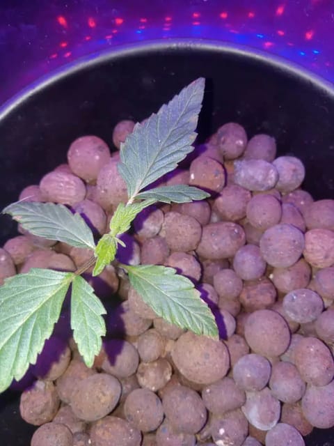 my first grow