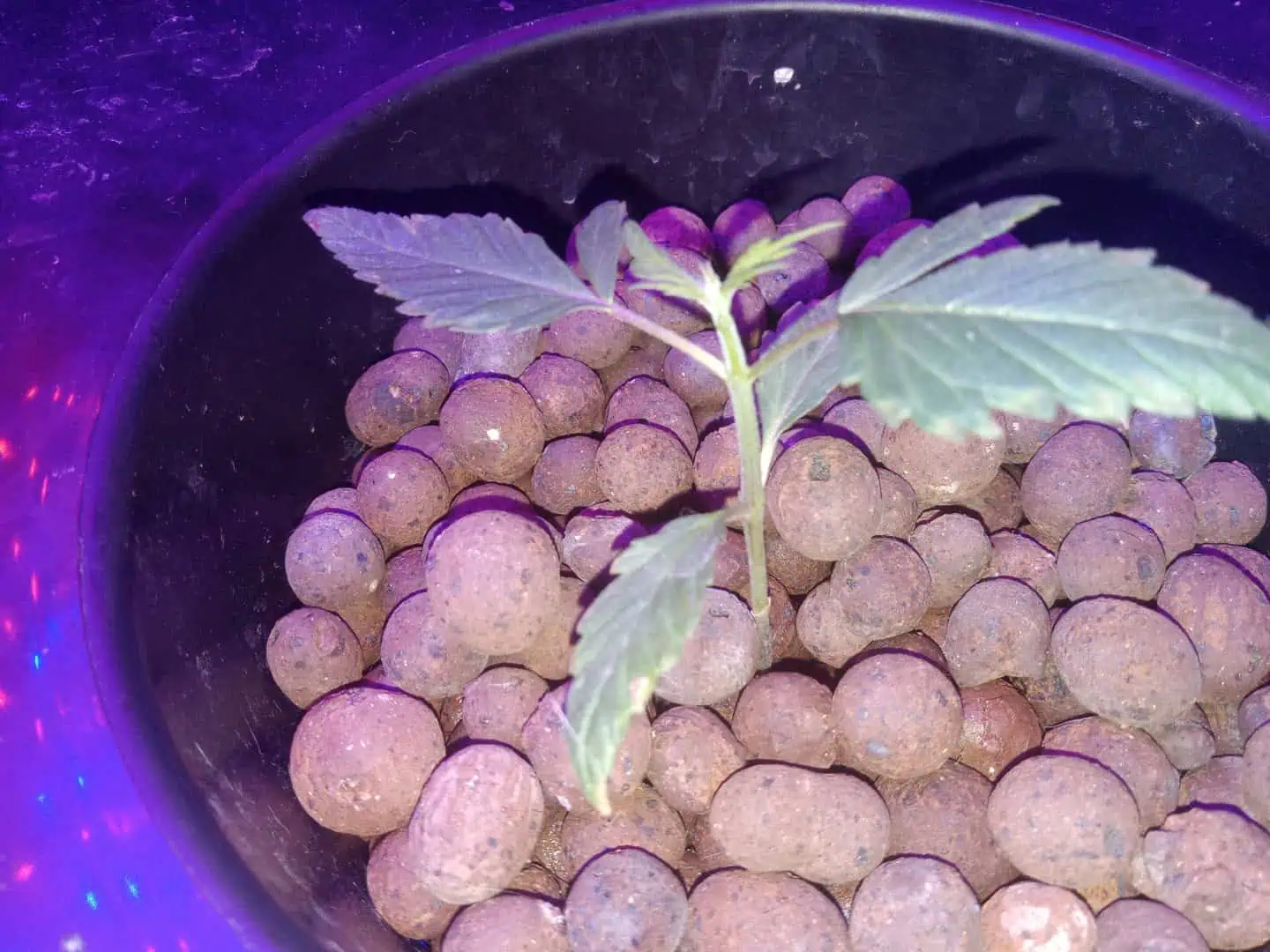my first grow — vegetative, day 34