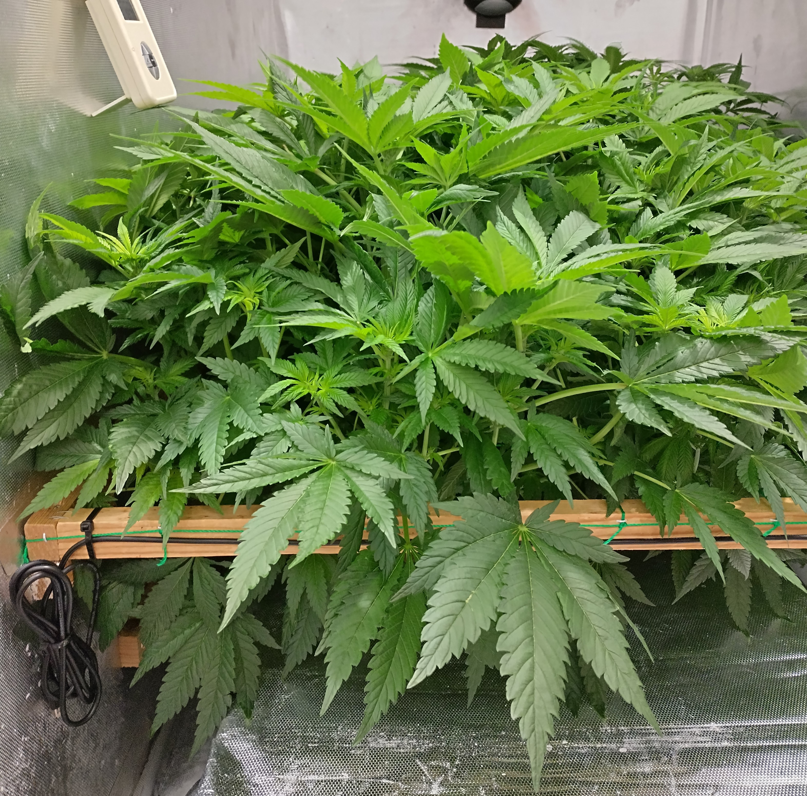 NFT Royal Gorilla pheno search
