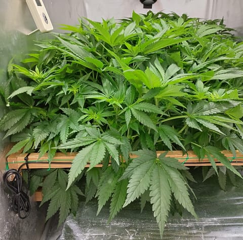 NFT Royal Gorilla pheno search — flower, day 1